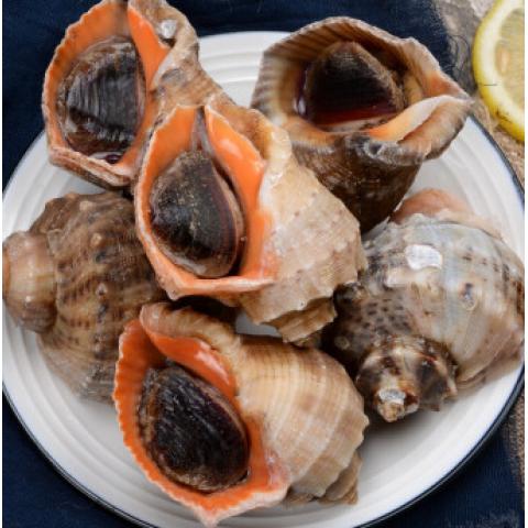 青岛鲜活大海螺 500g 大号海螺中号海...